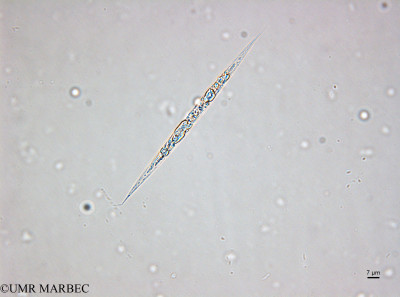 phyto/Brazilian_Amazon_coast/Amazomix_station_22/AMAZOMIX September 2021/Haslea wawrikae (St22_220909_001_ovl-69).tif(copy)_thumb.jpg